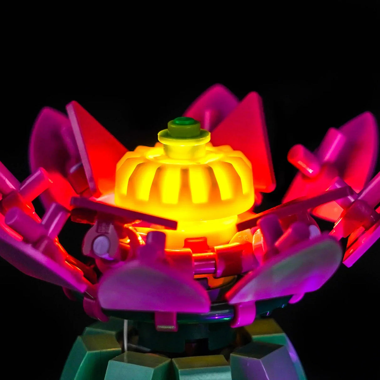 Makroaufnahme der großen, leuchtenden gelb-pinken Kaktusblüte, illuminiert durch ein BrickBling LED-Lichtset.