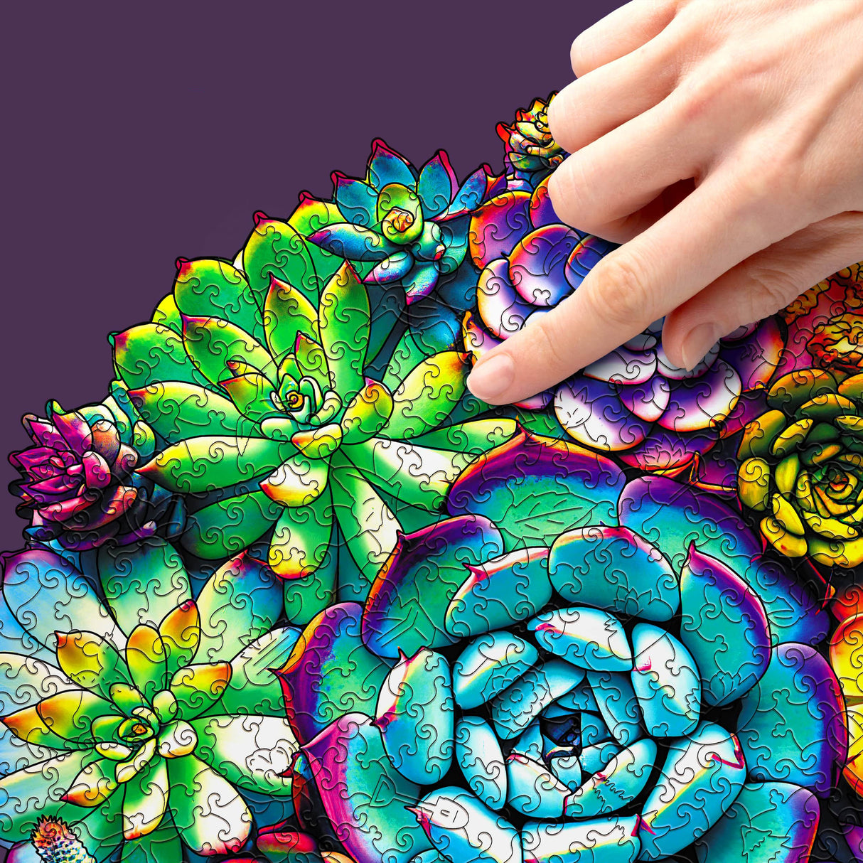 Hand platziert ein Puzzleteil in einem bunten Sukkulenten-Puzzle