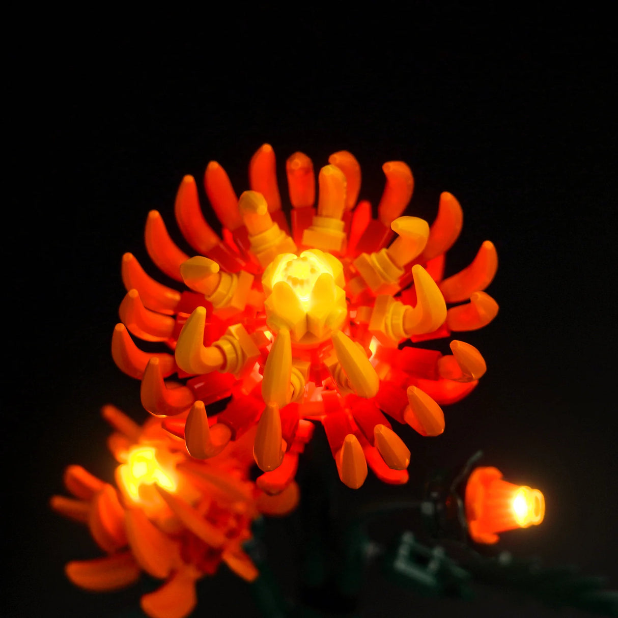 Leuchtende orangefarbene Blumen aus Bausteinen vor schwarzem Hintergrund