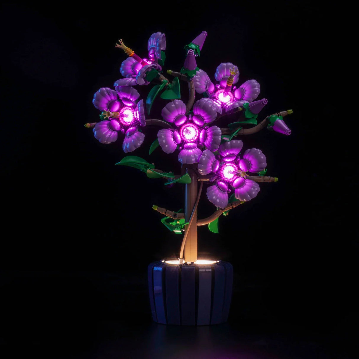 Leuchtende lila Blumen in einem Topf auf schwarzem Hintergrund