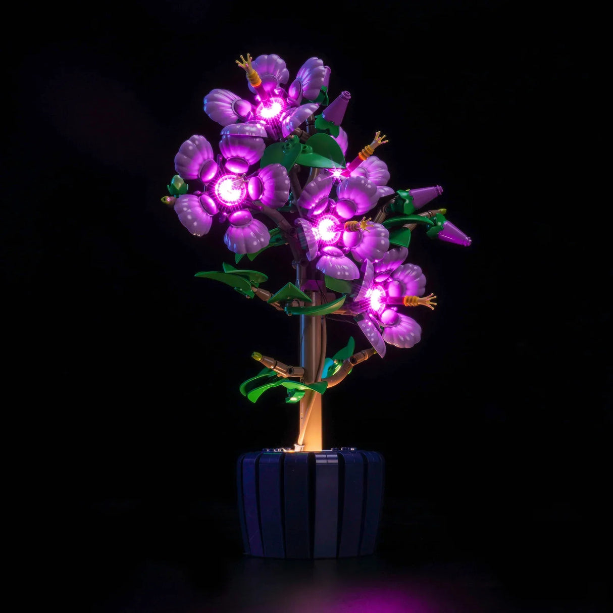 Lila leuchtende Blumen in einem Topf auf schwarzem Hintergrund
