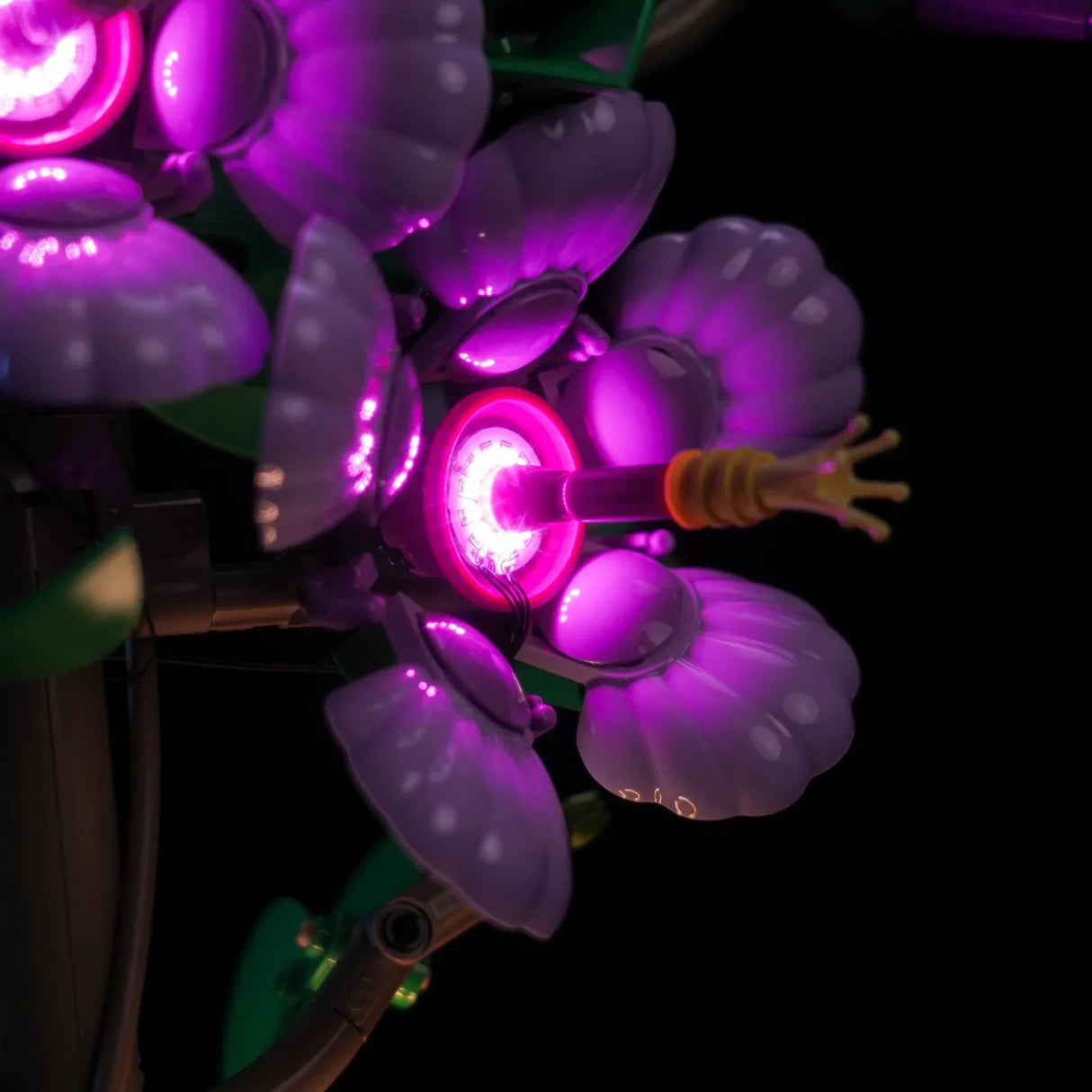 Nahaufnahme einer leuchtenden lila Blume mit einem gelben Stiel, der aus der Mitte ragt