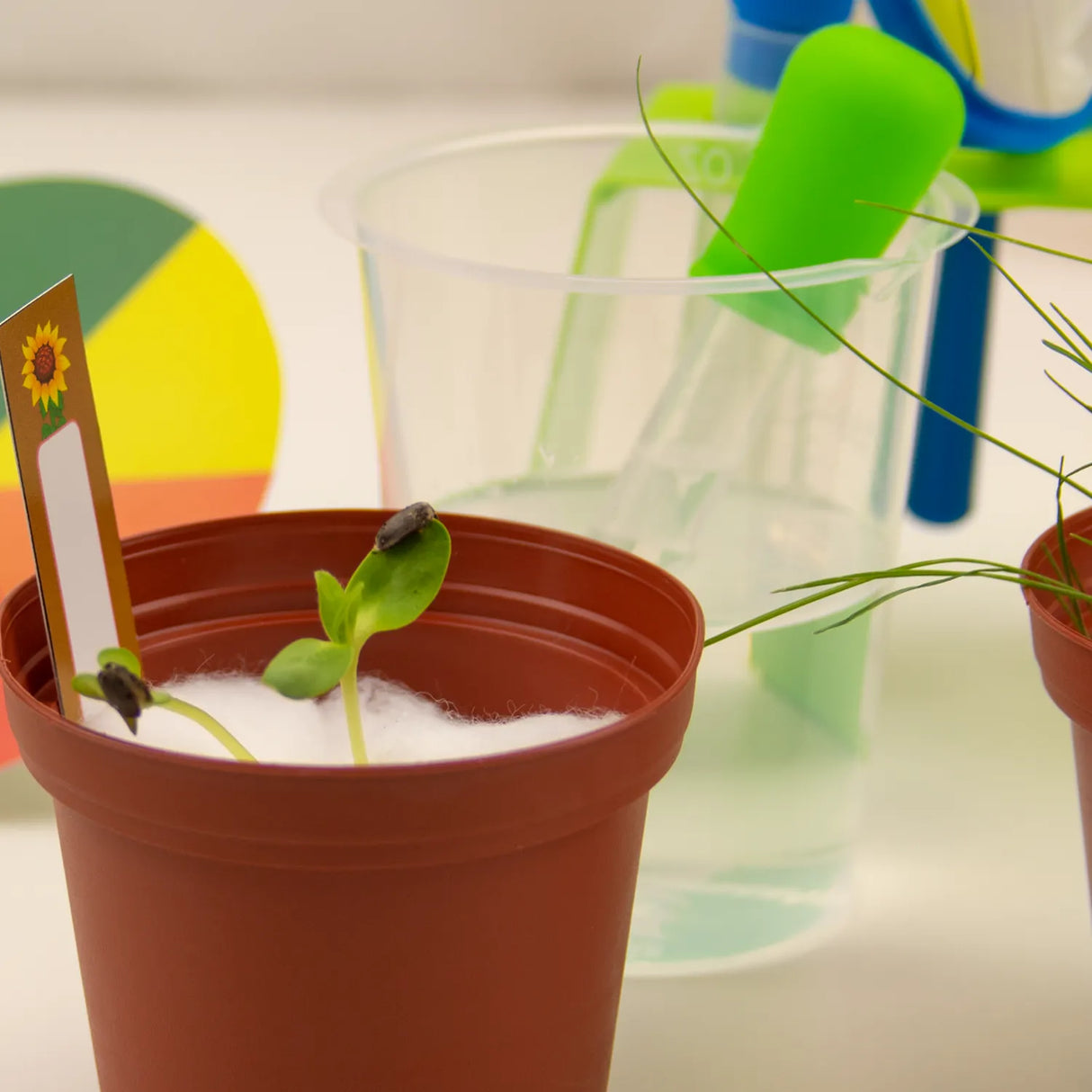 Zwei kleine Pflanzen in Töpfen mit einem Etikett und einer Pipette im Hintergrund