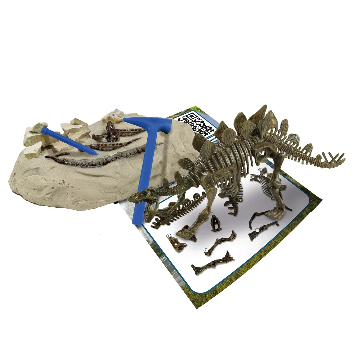 Stegosaurus-Skelett-Bausatz mit Werkzeugen und Ausgrabungsblock
